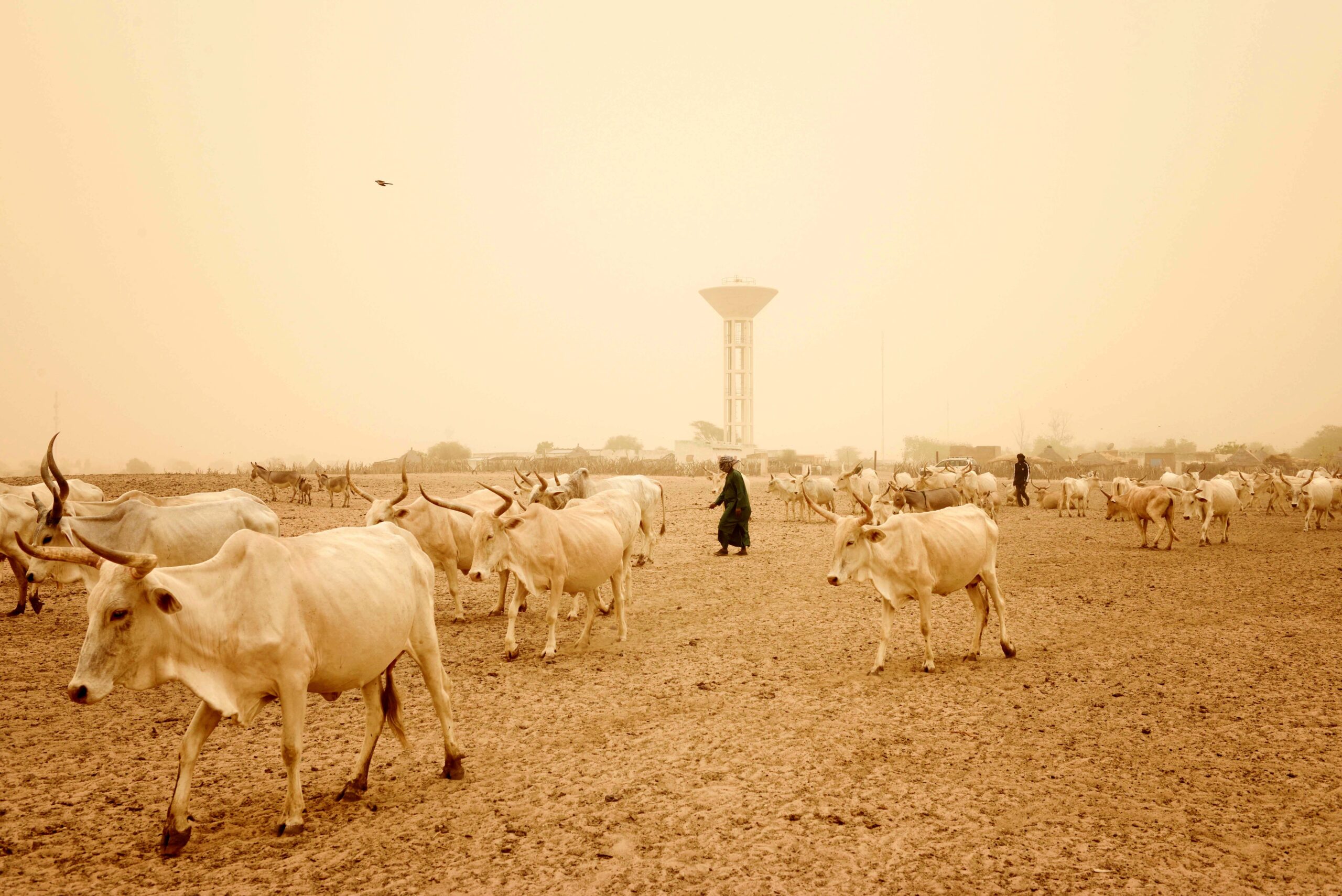Dank einem von HEKS mitfinanzierten Bohrbrunnen können Viehbauern im sehr heissen und trockenen YOUNOUFERE in Senegal ihre Kühe auch in der Trockenzeit mit frischem Wasser versorgen.