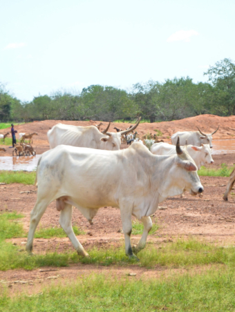 Velingara Ferlo sept.2021