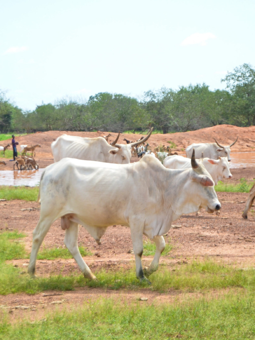 Velingara Ferlo sept.2021